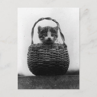 Cartão Postal Gato em uma foto antiga à moda antiga