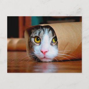 Cartão Postal Gato embrulhado num papel marrom