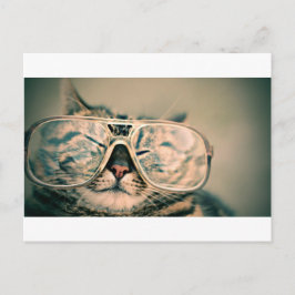 Cartão Postal Gato engraçado com vidros