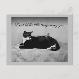 Cartão Postal Gato engraçado e periquito irritante