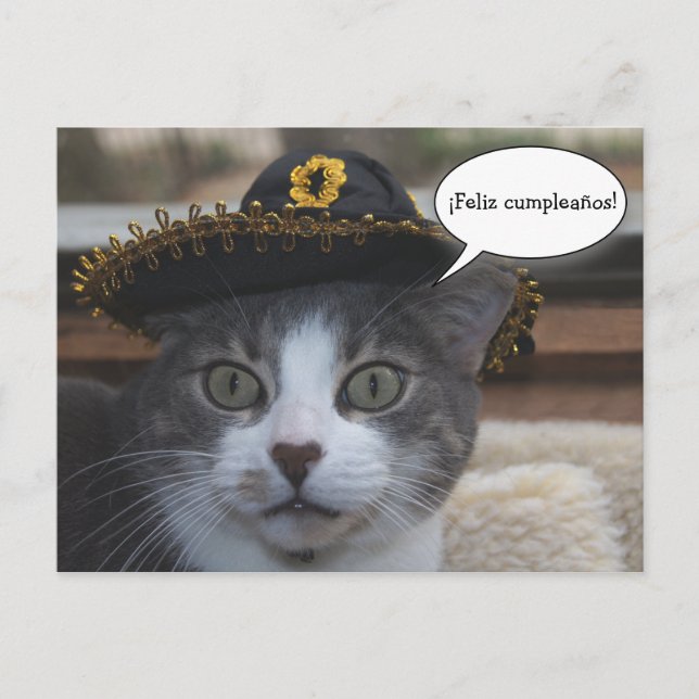 Cartão Postal Gato Engraçado em Sombrero (Frente)