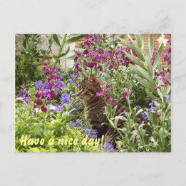 Cartão Postal Gato enigmático!