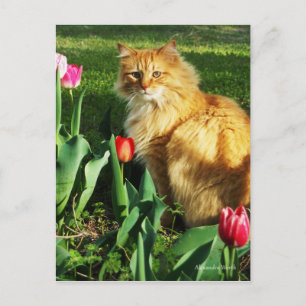 Cartão Postal Gato Entre o Cartão-Postal das Tulipas