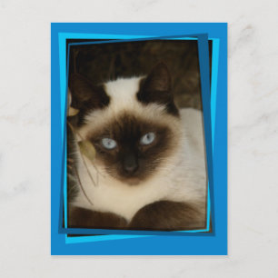 Cartão Postal Gato espanhol 1