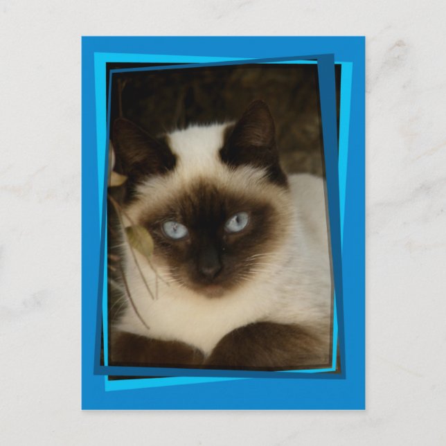 Cartão Postal Gato espanhol 1 (Frente)