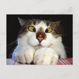Cartão Postal Gato Estrabico e Joaninha