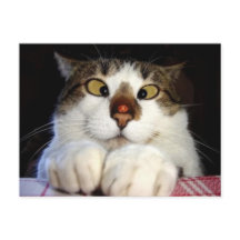 Gato Estrabico e Joaninha