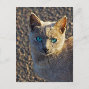 Cartão Postal Gato Eyed azul