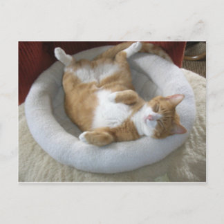 Cartão Postal Gato Feliz