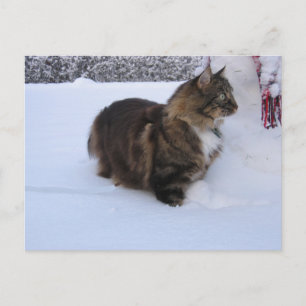Cartão Postal gato floresta norueguesa na neve