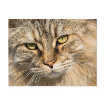 Gato Florestal Norueguês