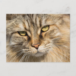 Cartão Postal Gato Florestal Norueguês