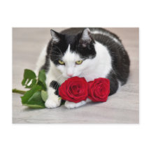 Gato fofo com a rosa vermelha