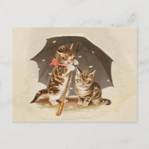 Cartão Postal Gato gatinho gatinha antigo vintage bonito fofo 