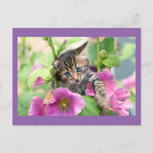 Cartão Postal Gato Gato Giro com Flores Rosa (Frente)