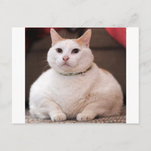 Cartão Postal Gato Gordo