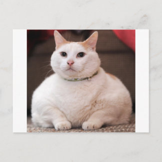 Cartão Postal Gato Gordo