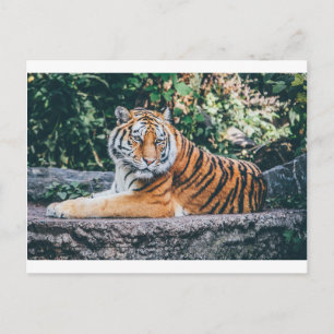 Cartão Postal Gato Grande de Animais Safari Tiger Selvagem de Ga