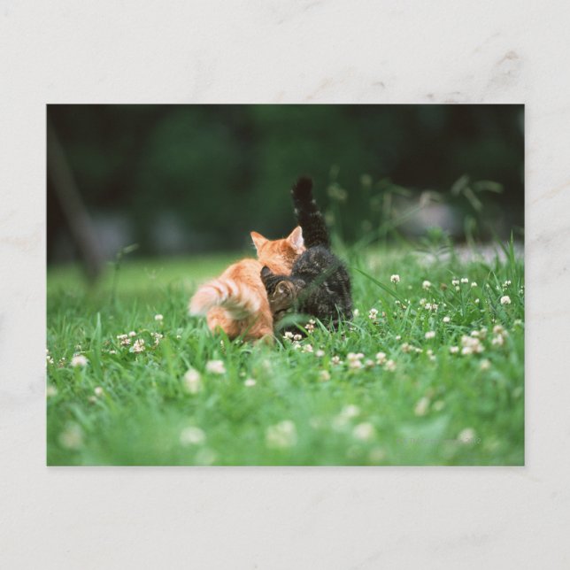 Cartão Postal Gato Japonês 4 (Frente)