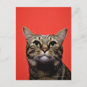 Cartão Postal Gato japonês olhando
