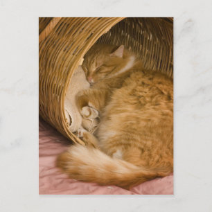 Cartão Postal Gato laranja dormindo na cesta