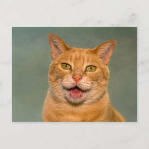 Cartão Postal Gato Laranja Malhado Engraçado Retrato Miando