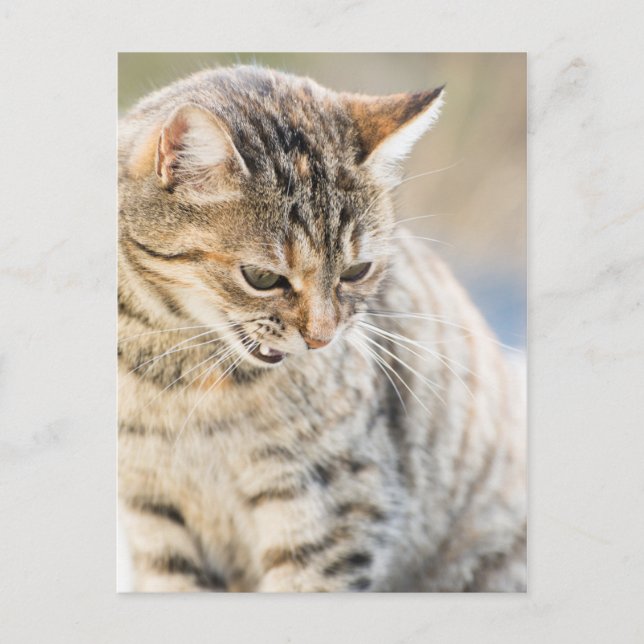 Cartão Postal Gato lindo (Frente)