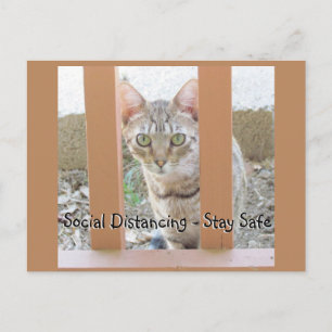 Cartão postal - Gato Listrado Distanciamento Socia