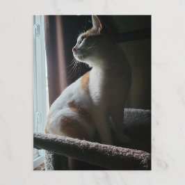 Cartão Postal Gato Mais Dramático na Árvore de Gatos de Todos os