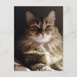 Cartão Postal Gato majestoso e bonito