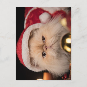 Cartão Postal Gato Mal-Humorado Papai Noel