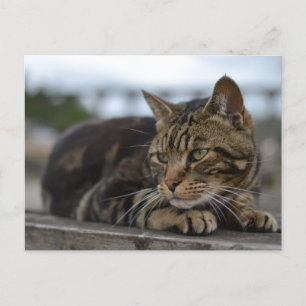 Cartão Postal Gato malhado pronto para ação em Devon