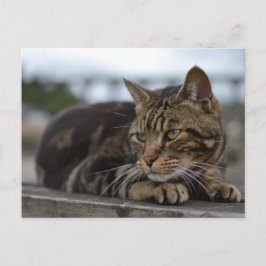 Cartão Postal Gato malhado pronto para ação em Devon