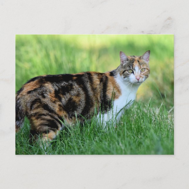 Cartão Postal Gato marrom e branco (Frente)