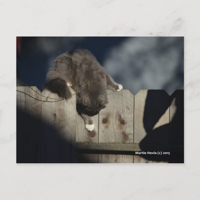 Cartão Postal Gato na cerca (18) (Frente)