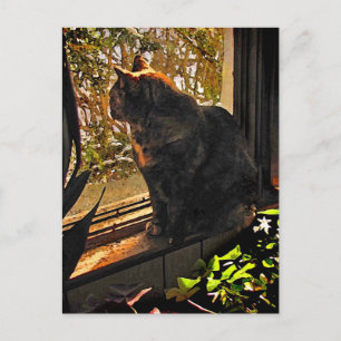 Cartão Postal Gato na janela