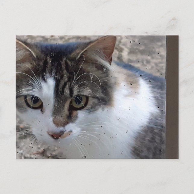 Cartão Postal Gato na janela (Frente)