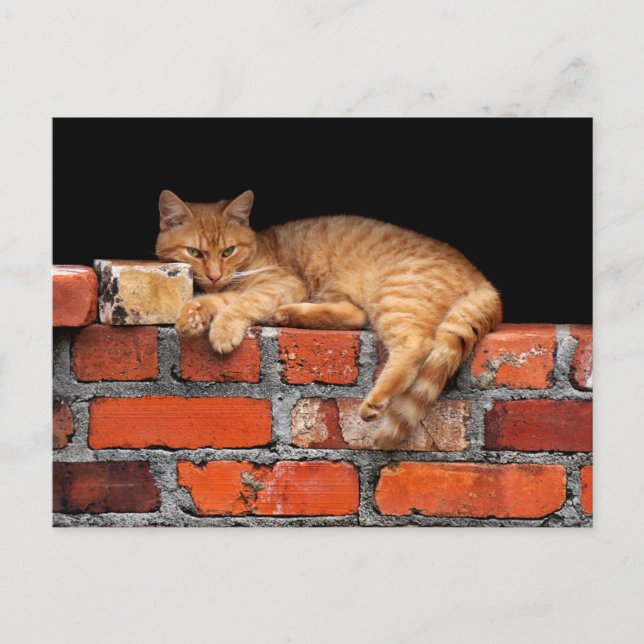 Cartão Postal Gato na Parede Brick  (Frente)