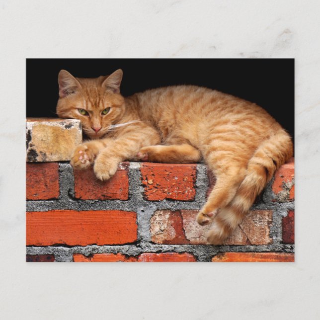 Cartão Postal Gato na Parede Brick (Frente)