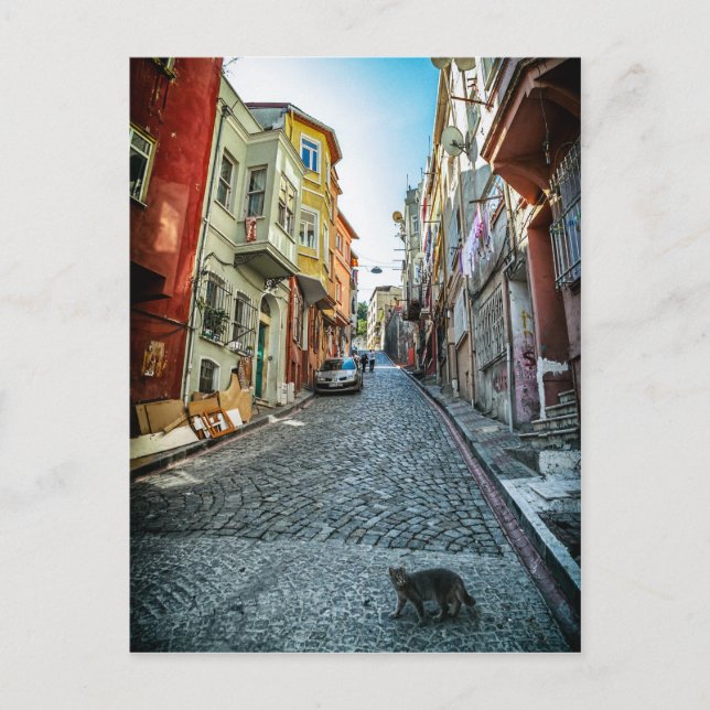 Cartão Postal Gato na rua de Istambul (Frente)