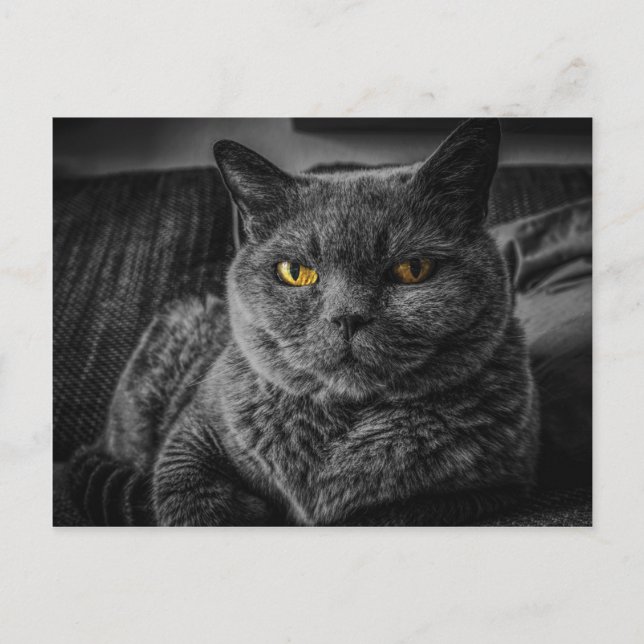 Cartão Postal Gato Negro (Frente)