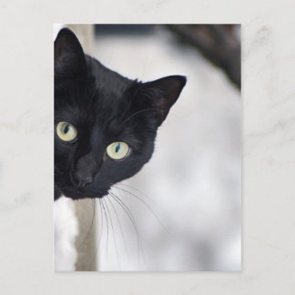 Cartão Postal Gato Negro