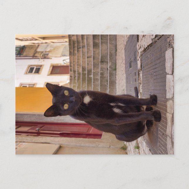 Cartão Postal Gato Negro (Frente)