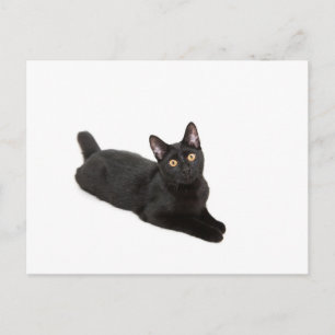 Cartão Postal Gato negro