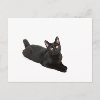 Cartão Postal Gato negro