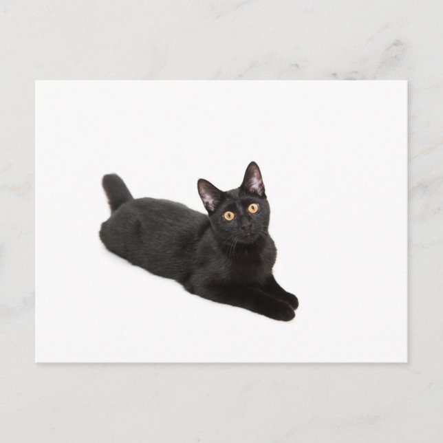 Cartão Postal Gato negro (Frente)