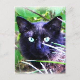 Cartão Postal Gato negro com olhos verdes impressionantes