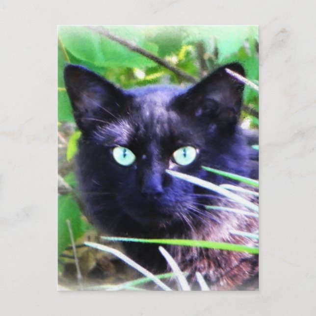 Cartão Postal Gato negro com olhos verdes impressionantes (Frente)