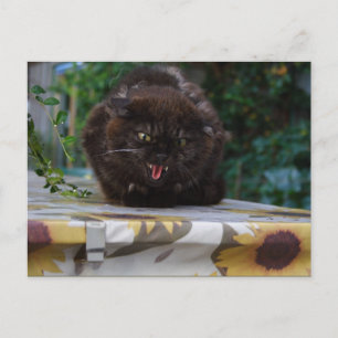 Cartão Postal Gato Negro Irritado