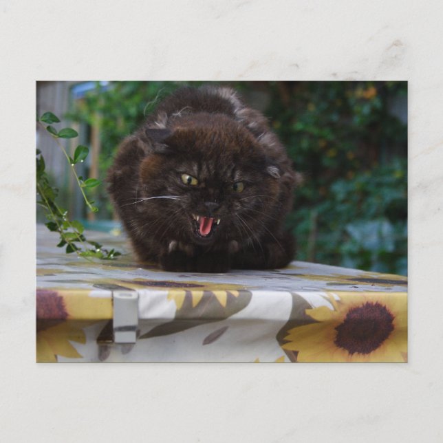 Cartão Postal Gato Negro Irritado (Frente)
